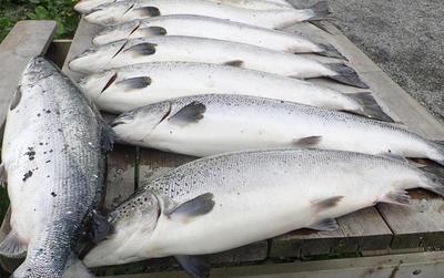 Gir 1 640 000 kroner til sjømattiltak