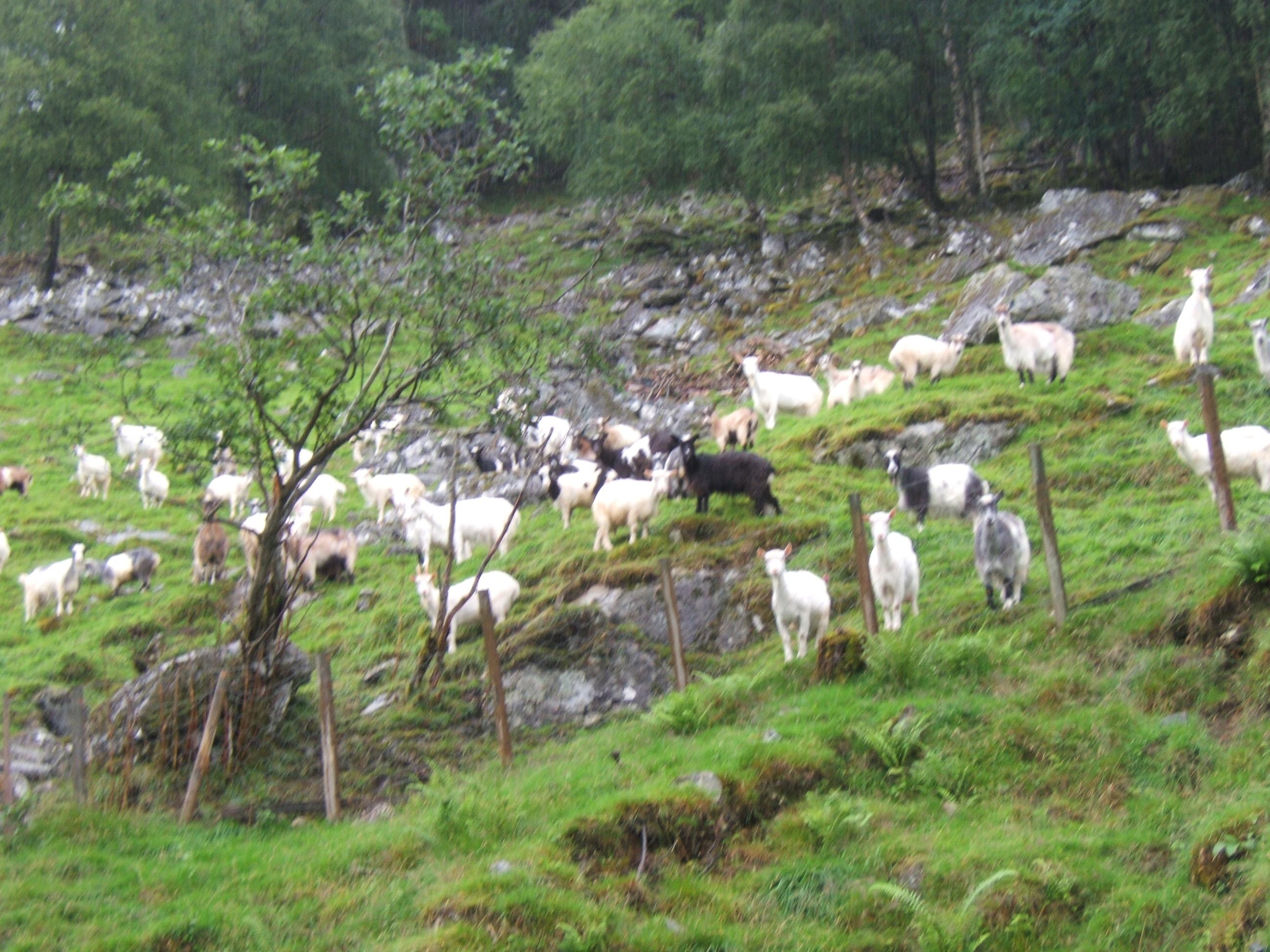 Lagar tursti av saueull